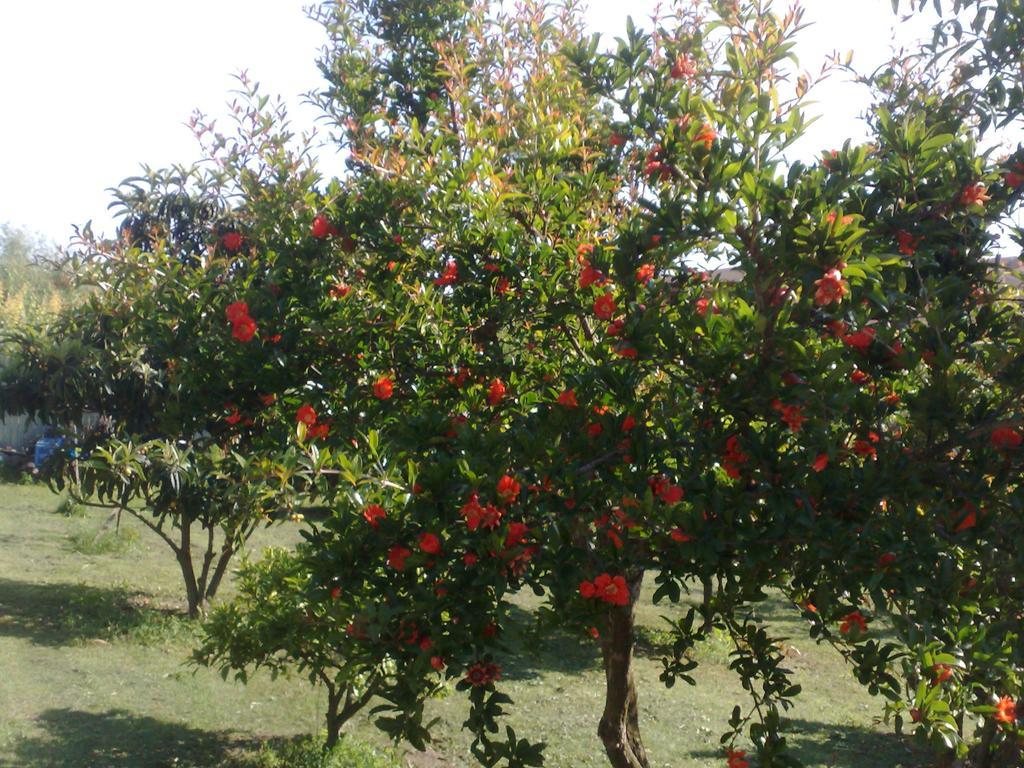 B&B Il Giardino Di Gabri Roma Dış mekan fotoğraf